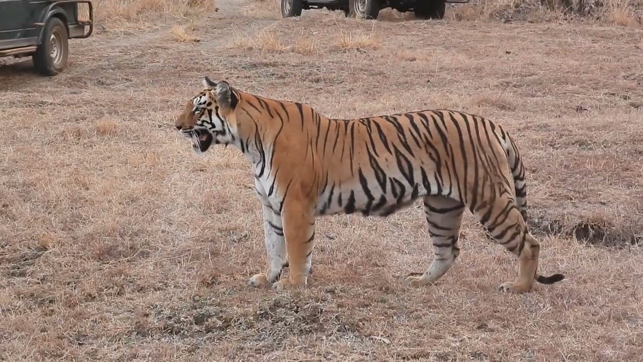 Tigress calling for her lost Cub in Tadoba