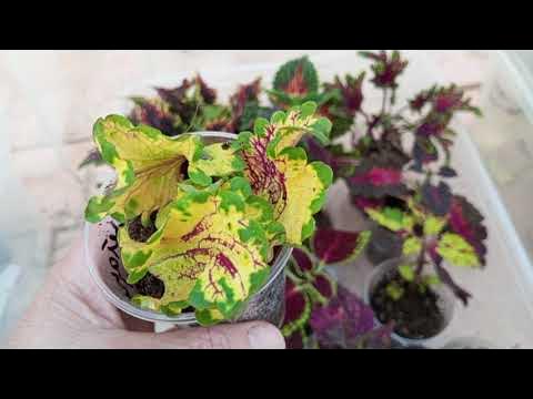 140 сортов колеусов, обзор! - YouTube