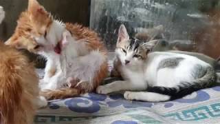 My Cats Dry Them After Bath by Animals Love 44 views 5 years ago 3 minutes, 44 seconds