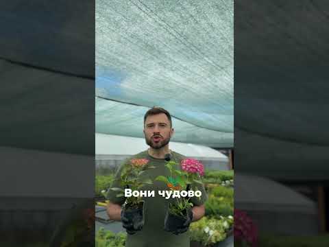 Саджанці Гортензії (3-річна) Спіді Ред Ліла, крупнолистна (Hydrangea macrophylla Speedy Red Lila) С2, видео 1