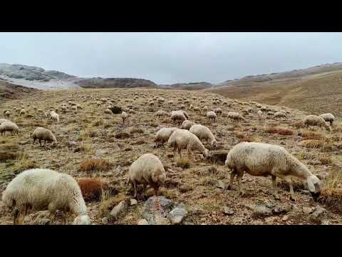 YAZAN KALEM SİYAH ( Türkülerin çobanı TARIK KARA)