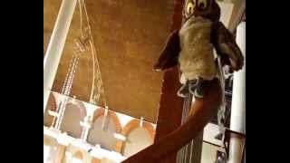 Owl Playing Roller Coaster