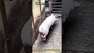 How Farmers Safely Move Hundreds of Pigs with Ease! #worker #process #pig #farm #livestock