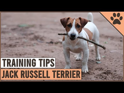 Video: Jack Russell Dog Equirrel Training