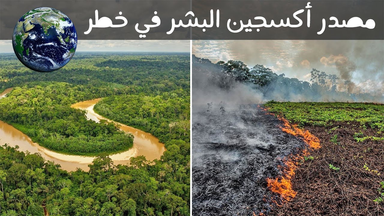 رئة الأرض تحترق والسبب غبي حريق غابات الأمازون Youtube