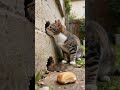 The damn mouse actually bullied the tabby cat like this! 🐱🐹🐹#cat #catlife #cute #birds # #mousemurah