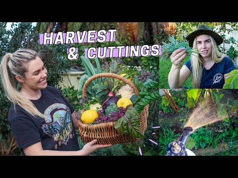 Urban Permaculture Garden