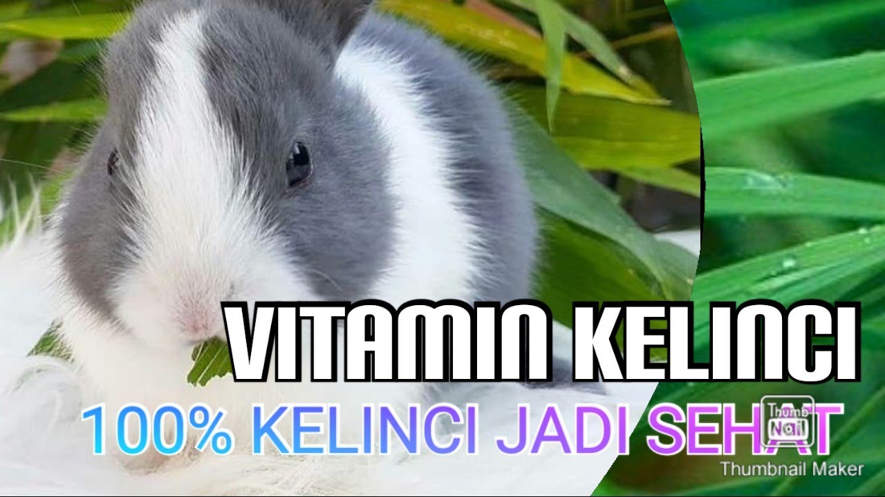 KHASIAT VITAMIN B TABLET UNTUK MENAMBAH NAPSU MAKAN KELINCI 
