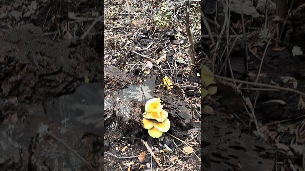 William Heise Park Cedar Trail Hike Part.1