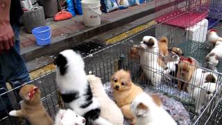 Jay and Sharon - Guangzhou - Pet Market