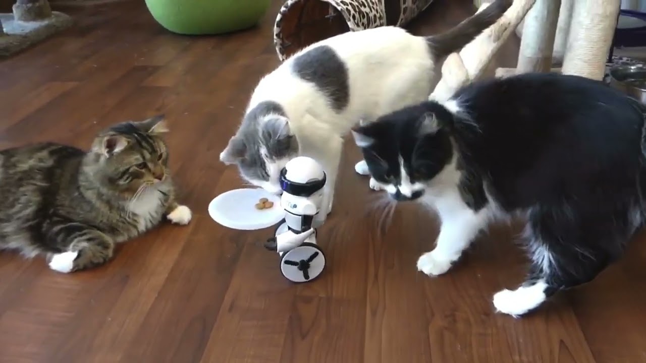 WATCH STIMPY1FUL on YOUTUBE! ( That’s an Order!) 🐯💕🐱💕🦁💕