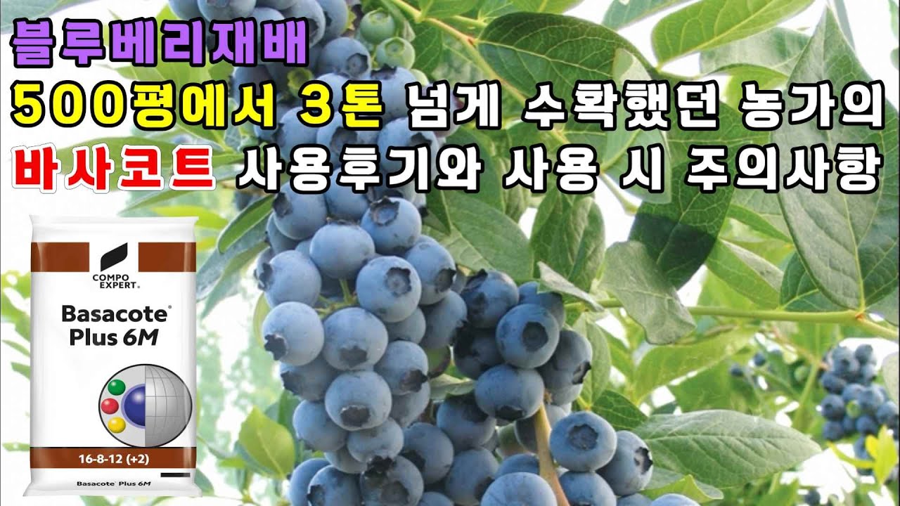 블루베리(듀크) 500평에 3톤 이상 수확했던 농가의 바사코트 사용 후기와 사용 시 주의점