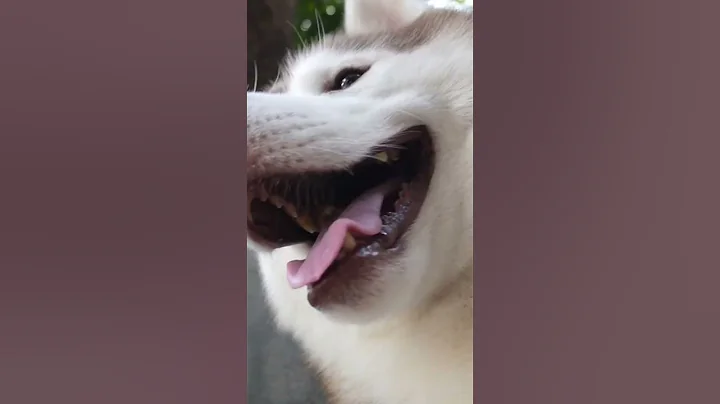 The Nose Knows: 3 Mind-Blowing Abilities of a Dog's Sniffer! #dog #doglover #pets #shorts