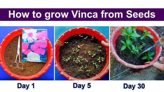 How to Germinate Vinca Seeds: Easy Steps for Thriving Plants