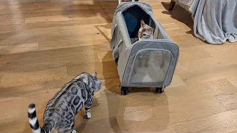 Watch the video about What does my cat think when her sister goes On A Trolley Town Adventure?