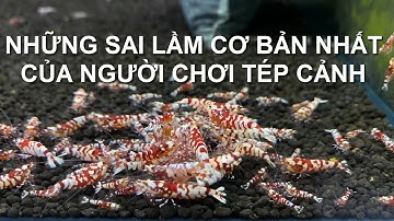 Những sai lầm cơ bản nhất của người chơi tép cảnh khiến cho đèn tép chết dần chết mòn