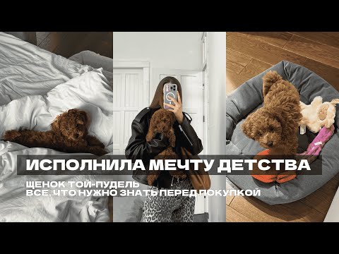 Той пудель | Все что нужно знать перед покупкой щенка | Перый день щенка дома | Исполнила мечту