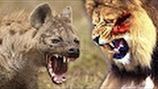 Incredible footage of leopard behaviour during impala kill   www natural variation com360P