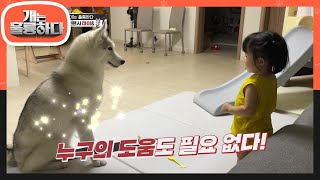 미래의 개통령을 꿈꾸는 어린이☆ 최연소 훈련사 태이♥ [개는 훌륭하다/Dogs Are Incredible] | KBS 220502 방송