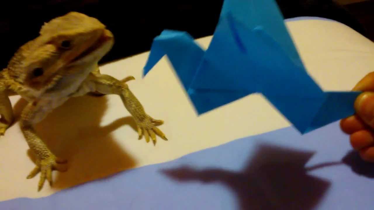 Bearded Dragon Vs Origami Bird YouTube
