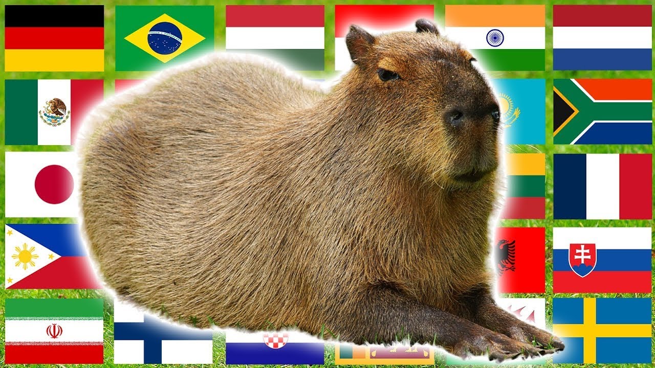 Capybara in different languages memes pokapoka#memes - YouTube