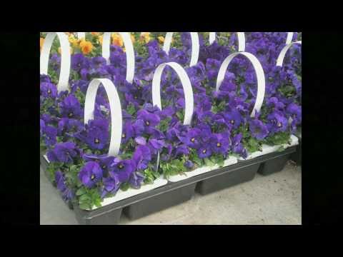 Automated Flat Production - J Theisen Greenhouse Inc