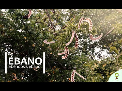 Video: Árbol de ébano: foto, color. El fruto de un árbol de ébano. productos de madera de ébano