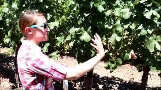 Measuring Leaf & Stem Water Potential in Wine Grapes