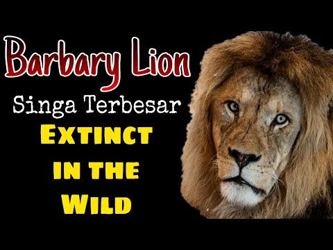 BARBARY LION - Singa Modern Terbesar yang Punah di Alam Liar