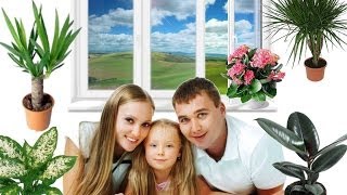 Комнатные растения. ТОП полезных для здоровья комнатных растений. Часть 1. Комнатные растения. ТОП полезных для здоровья комнатных растений. Часть 1.