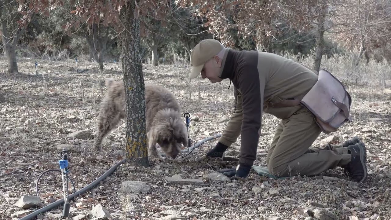 LTS FAFA Trancheuse à truffes trancheuse à truffes