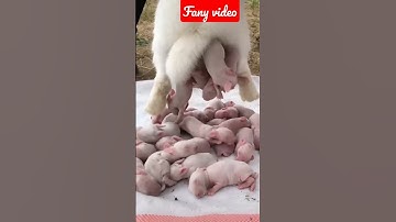 Thumbnail of Dog sound||dog barking||#shorts #dogbarking #viralshorts #youtubeshorts #dog sound