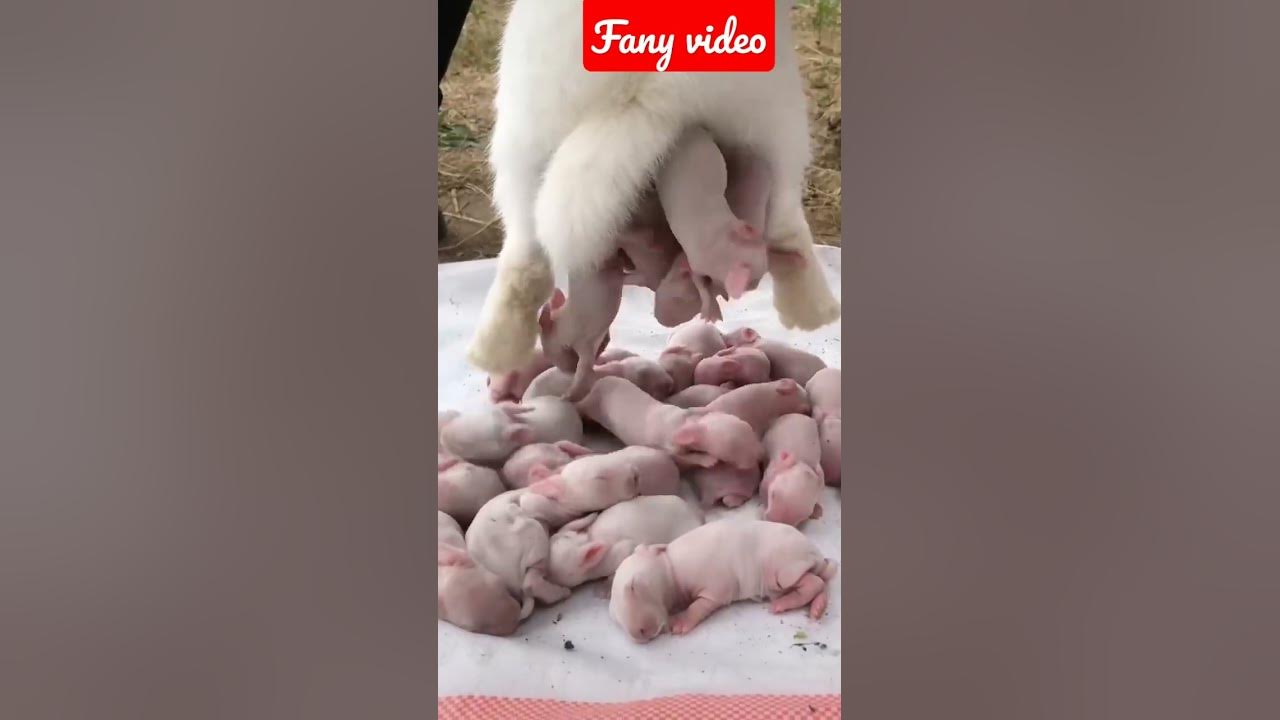 Dog sound||dog barking||#shorts #dogbarking #viralshorts #youtubeshorts #dog sound