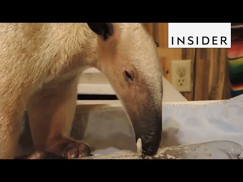 Video: Siapa Anteater