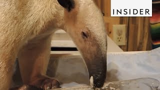 How Anteaters Eat