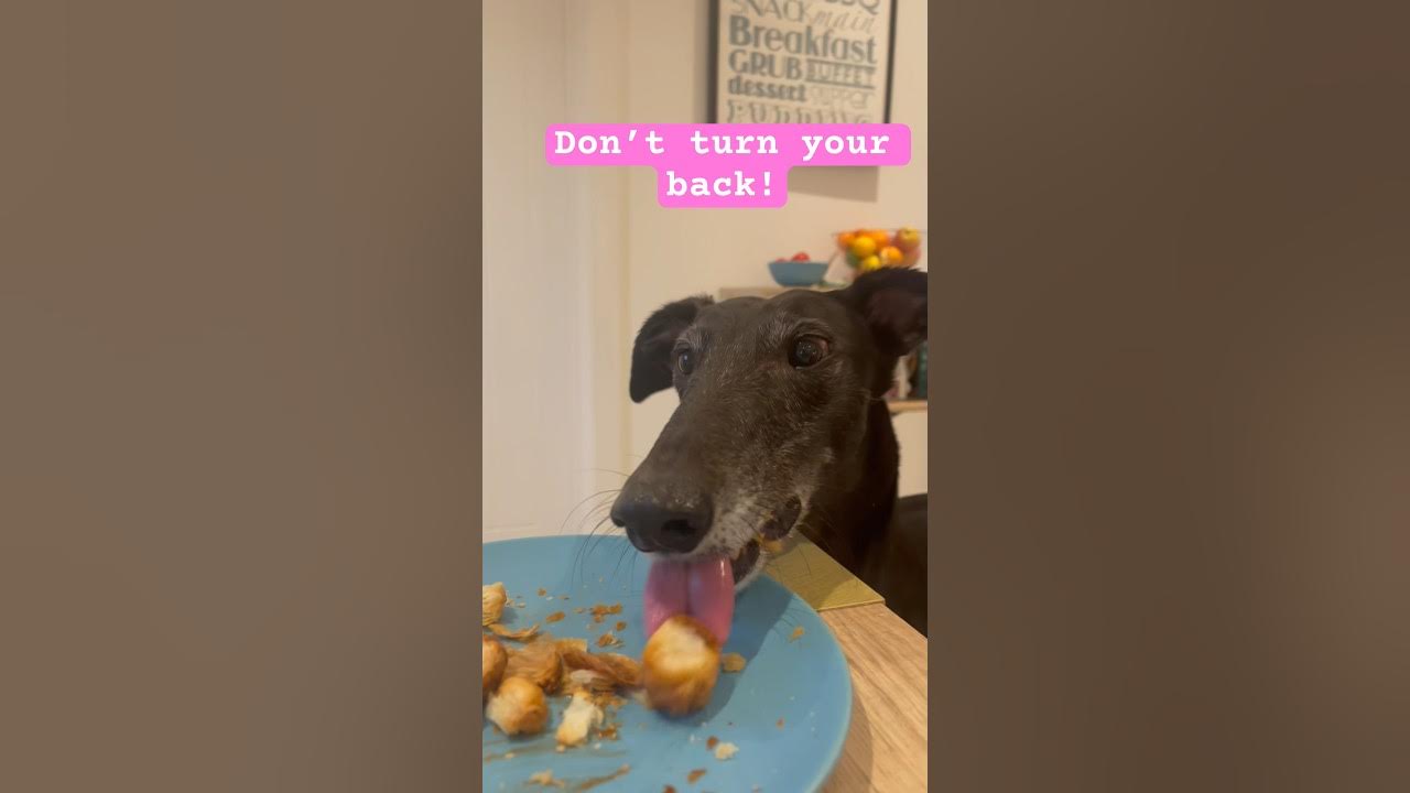 Why do greyhounds have such long necks? 😂💕 dog greyhound YouTube