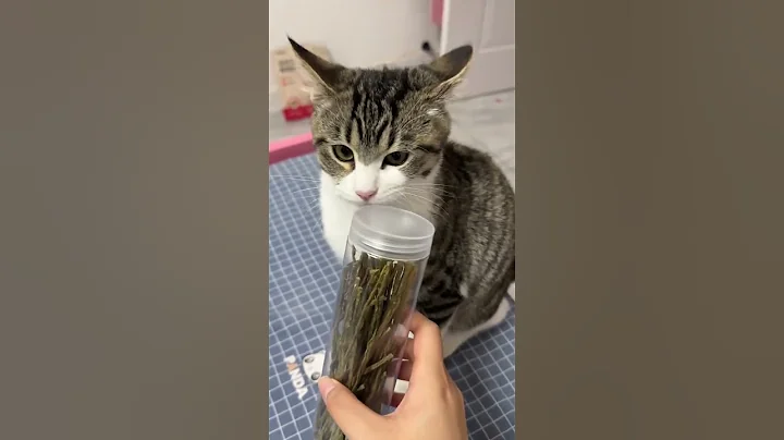 Video 11138671: maine coon cat, bengal cat, cat kitten kittycat, domestic cat breed