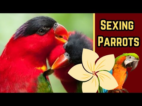 How To Tell The Gender Of Parrots