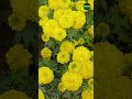 Marie Gold Evrerywhere...! #flowers #karnataka #yellow #travel #Bengaluru #flowershow