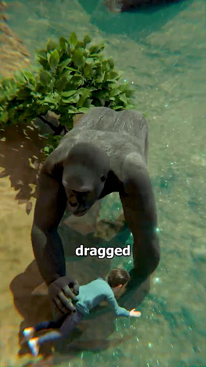The Boy Who Fell Into Harambe’s Enclosure! 😰