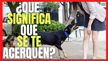 ¿Pueden los perros percibir a una persona amable?