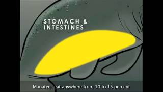 Manatee Anatomy