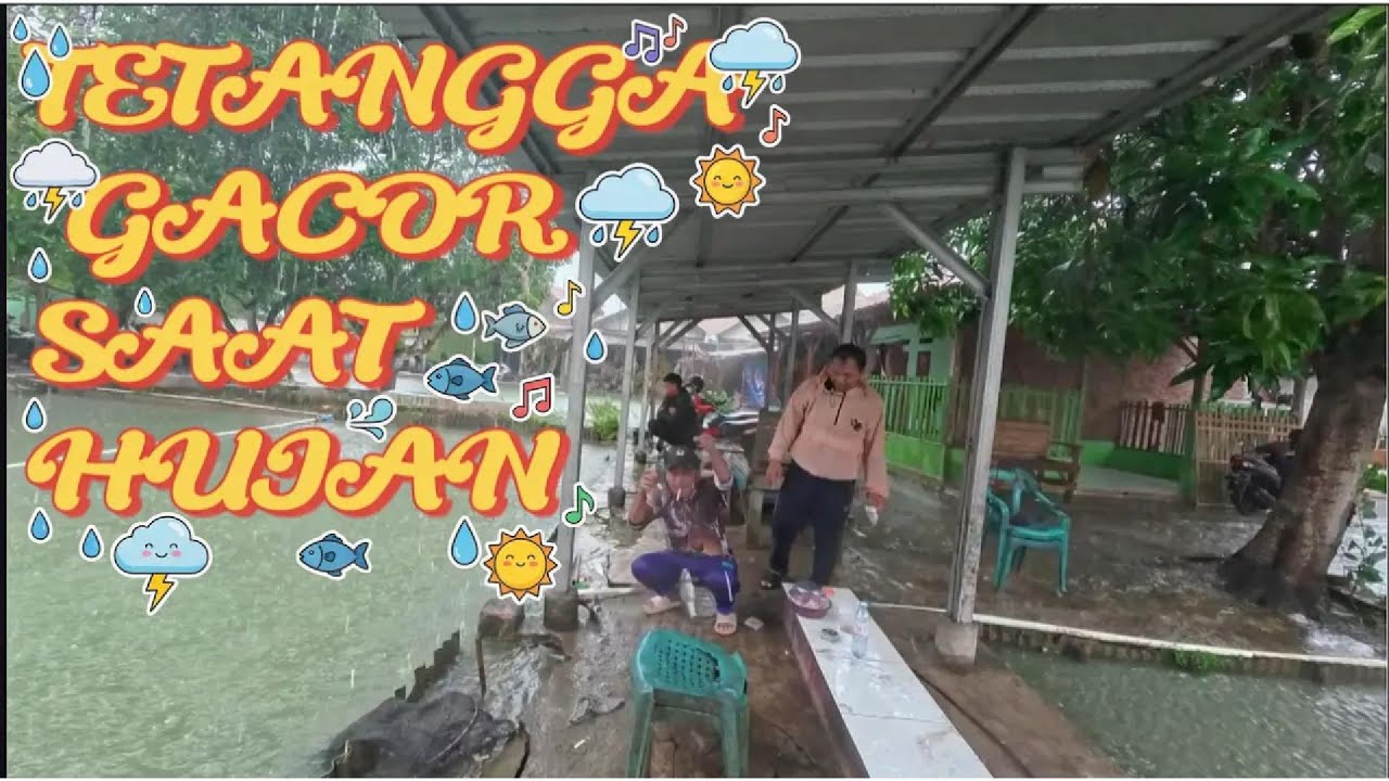 TETANGGA GACOR SAAT HUJAN