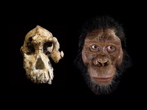 MRD cranium - the face of Australopithecus anamensis