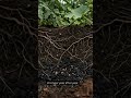Why Charged Biochar Beats Cardboard for Heavy Feeders #Biochar #OrganicGardening #Permaculture