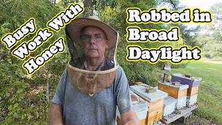 Around the Apiary | Honey and Beeswax | Bees Robbing