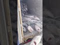He Throws It Like a Bomb 💥 Frozen Fish Everywhere