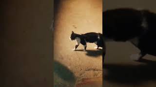 Two Angry Cats# subscribe #support #cat # شاهد غضب وحوار قطين