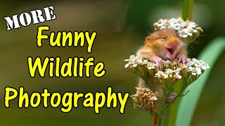 Funny Wildlife Photography More Amazing Images by Musical Pearls 144,235 views 2 weeks ago 4 minutes, 39 seconds