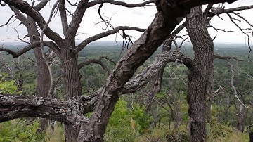 Mystical atmosphere. Curves are dead trees. Branches intertwine. Forest dies as a result of human
